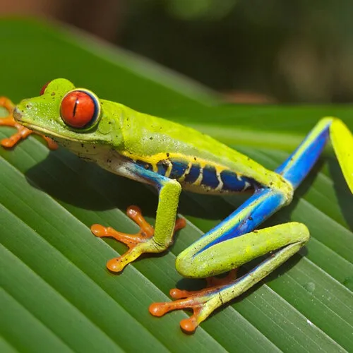Roodoogmakikikker caresheet (Agalychnis callidryas)