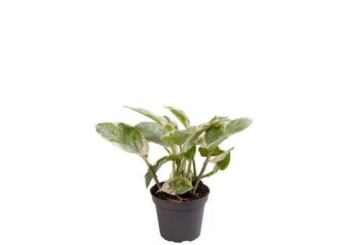 JUNAVERA Epipremnum N'Joy | Terrariumplant | 12 cm pot | ca. 15 cm hoog