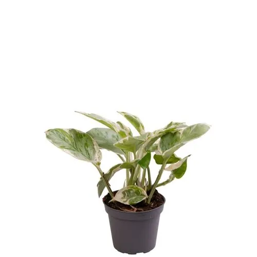JUNAVERA Epipremnum N'Joy | Terrariumplant | 12 cm pot | ca. 15 cm hoog