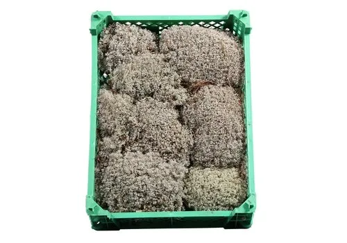 Junai.nl Rendiermos levend | Cladonia rangiferina | 5 l krat