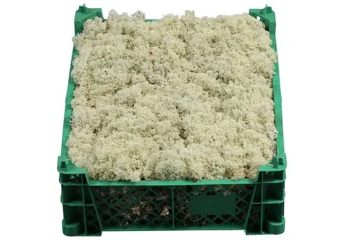 Junai.nl IJslandmos levend | Cetraria islandica | 5 l krat