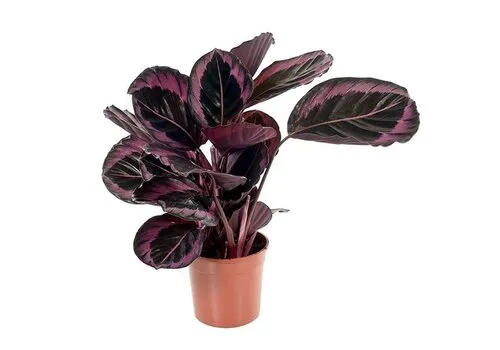 JUNAVERA Calathea Rose Dotti | 7 cm pot | ca. 15 cm hoog