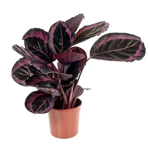 Junai.nl Calathea Rose Dotti | 7 cm pot | ca. 15 cm hoog