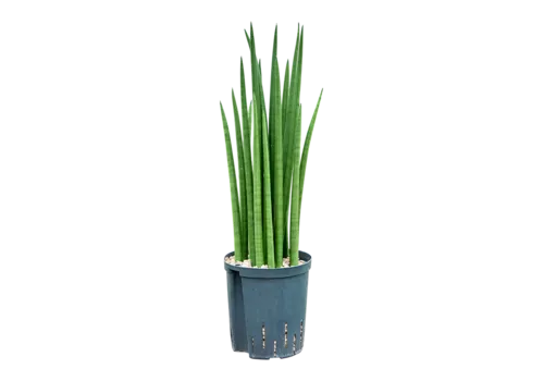 Junai.nl Sansevieria cylindrica | 10 cm pot | ca. 30 cm hoog