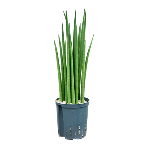 Junai.nl Sansevieria cylindrica | 10 cm pot | ca. 30 cm hoog