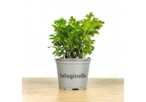 Junai.nl Selaginella martensii Jori | Terrariumplant | 9 cm pot | 15 cm hoog