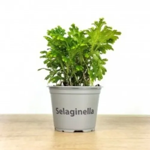 Junai.nl Selaginella martensii Jori | Terrariumplant | 9 cm pot | 15 cm hoog