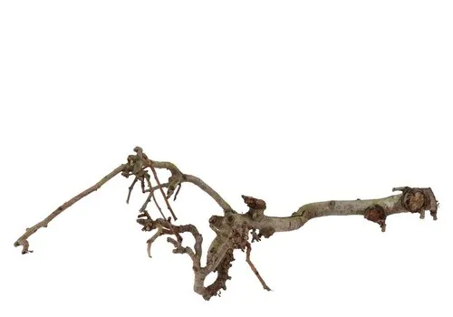 JUNAVERA Perenhout tak voor terrariumdecoratie