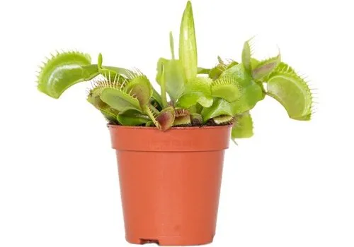 Junai.nl Dionaea muscipula | Venusvliegenval | 5 cm pot