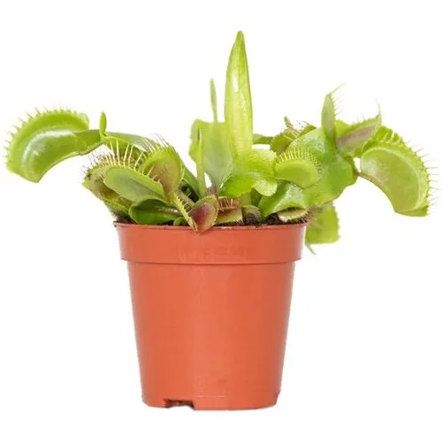 Junai.nl Dionaea muscipula | Venusvliegenval | 5 cm pot