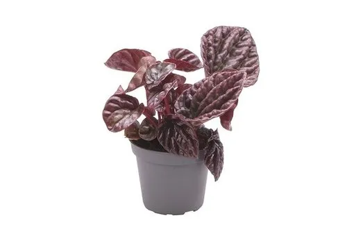 Junai.nl Peperomia Red Luna | 9 cm pot | ca. 15 cm hoog