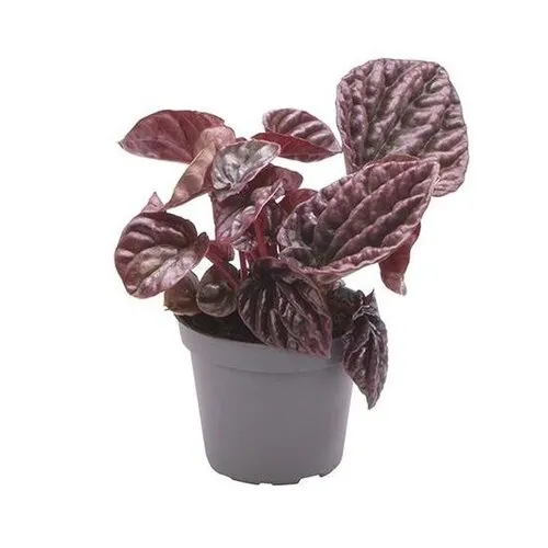 Junai.nl Peperomia Red Luna | 9 cm pot | ca. 15 cm hoog