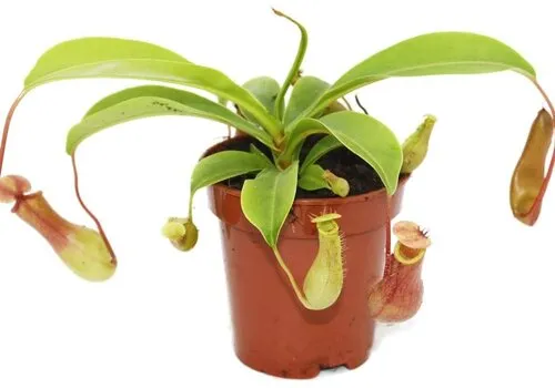 Junai.nl Nepenthes | bekerplant | 9 cm pot | ca. 15 cm hoog