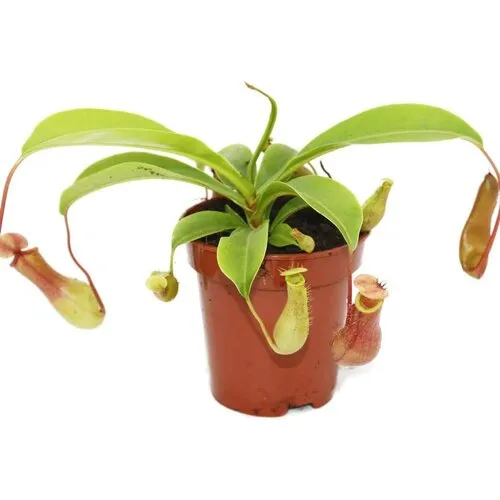 Junai.nl Nepenthes | bekerplant | 9 cm pot | ca. 15 cm hoog