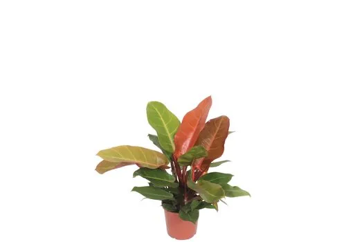 Junai.nl Philodendron Prince of Orange | 12 cm pot | ca. 30 cm hoog