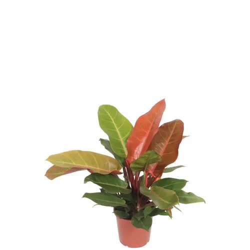 Junai.nl Philodendron Prince of Orange | 12 cm pot | ca. 30 cm hoog