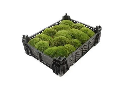 Junai.nl Bolmos (Kussentjesmos) | Per krat 40x30 cm | 0,24 m²