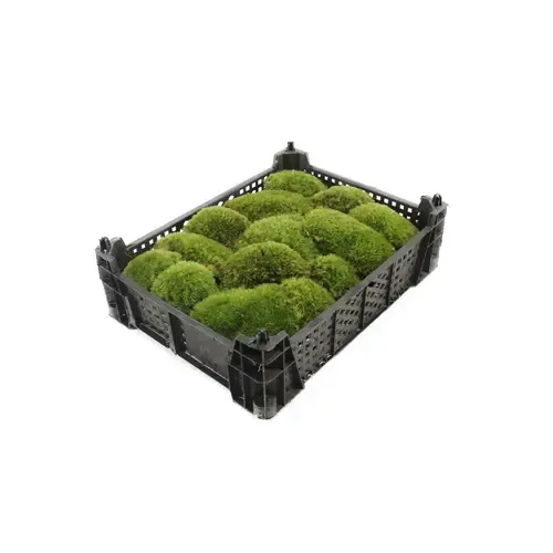 Junai.nl Bolmos (Kussentjesmos) | Per krat 40x30 cm | 0,24 m²