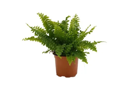 Junai.nl Nephrolepis exaltata | 9 cm pot | 15 cm hoog