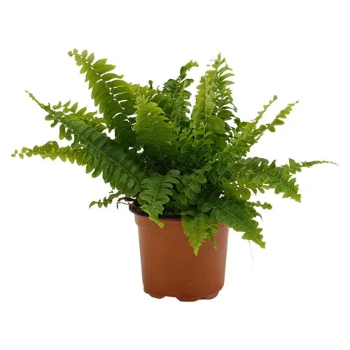 Junai.nl Nephrolepis exaltata | 9 cm pot | 15 cm hoog