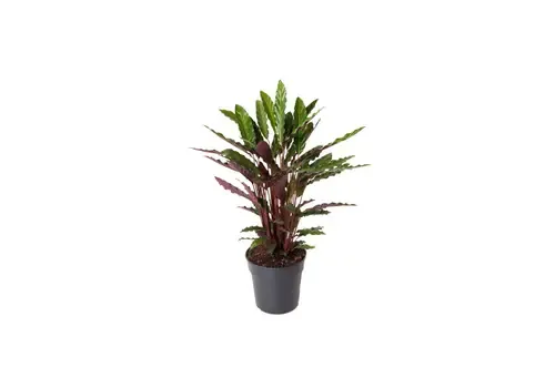 JUNAVERA Calathea rufibarba | 7 cm pot | 16 cm hoog