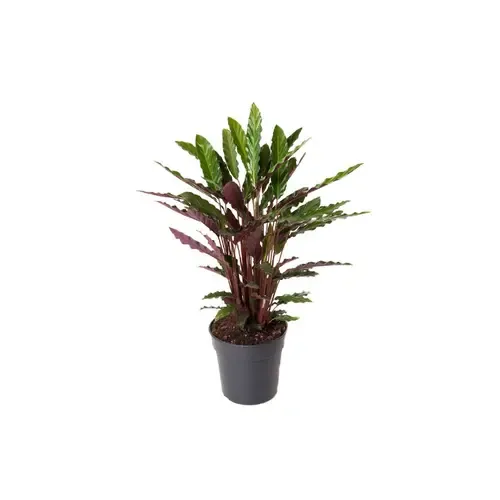 Junai.nl Calathea rufibarba | 7 cm pot | 16 cm hoog