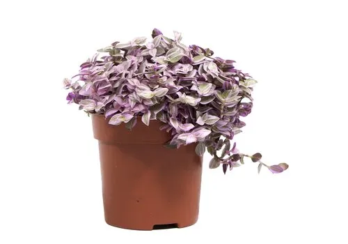 Junai.nl Callisia repens 'Rosato' | 12 cm pot | 20 cm hoog