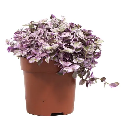 Junai.nl Callisia repens 'Rosato' | 12 cm pot | 20 cm hoog