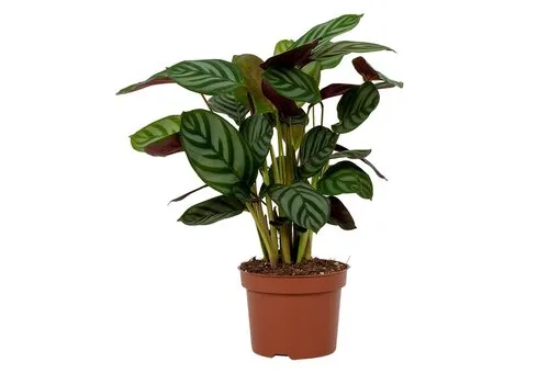 Junai.nl Ctenanthe setosa 'Green Flag' | 7 cm pot | 18 cm hoog