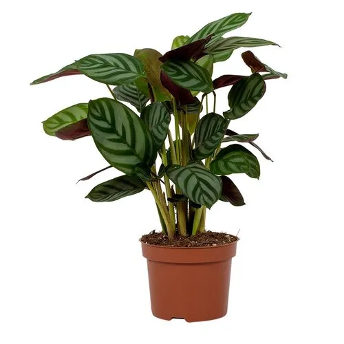 Junavera Ctenanthe setosa 'Green Flag' | 7 cm pot | 18 cm hoog