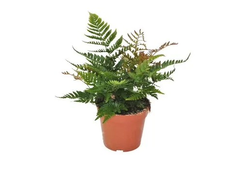 Junai.nl Dryopteris erythrosora | 9 cm pot | 35 cm hoog