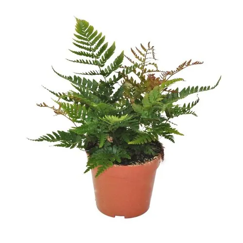 Junai.nl Dryopteris erythrosora | 12 cm pot | 35 cm hoog
