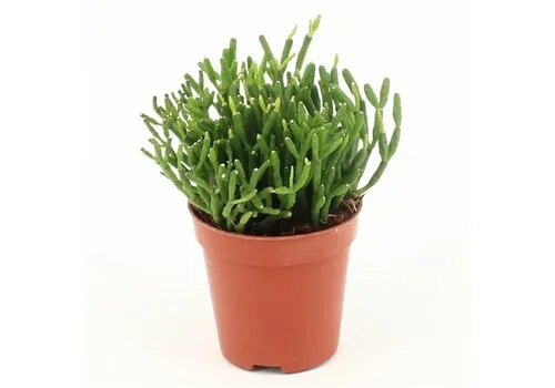 JUNAVERA Hatiora | 5 cm pot | 8 cm hoog