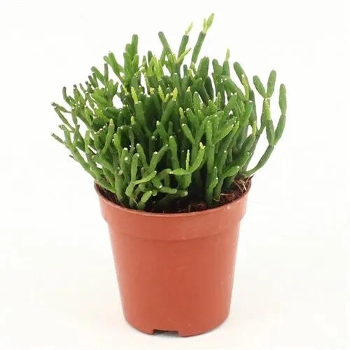 JUNAVERA Hatiora | 5 cm pot | 8 cm hoog