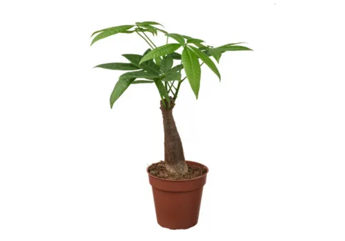 Junai.nl Pachira aquatica | 9 cm pot | 30 cm hoog