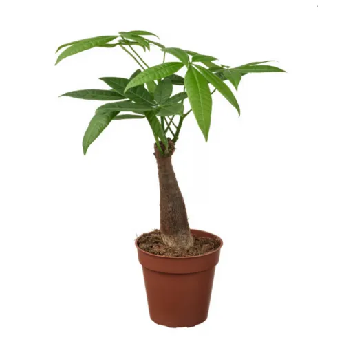 JUNAVERA Pachira aquatica | 9 cm pot | 30 cm hoog