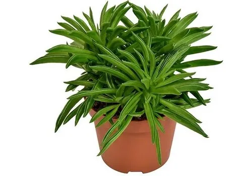 Junai.nl Peperomia 'Happy Bean' | 5 cm pot | 15 cm hoog