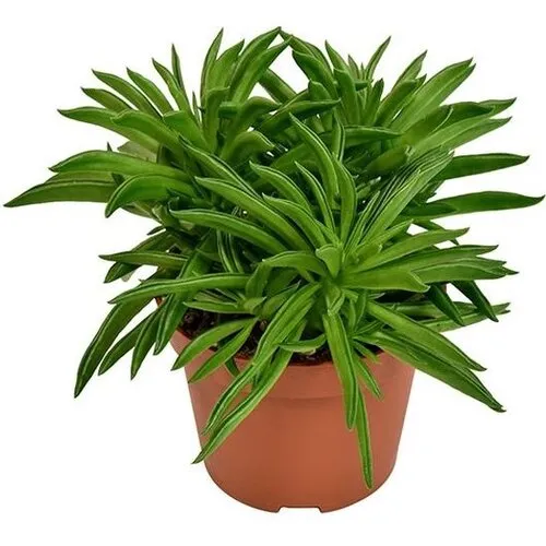 Junai.nl Peperomia 'Happy Bean' | 5 cm pot | 15 cm hoog