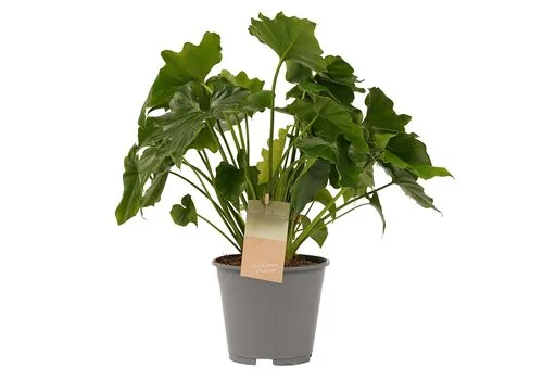 Junai.nl Philodendron bipinnatifidum | 12 cm pot | 35 cm hoog