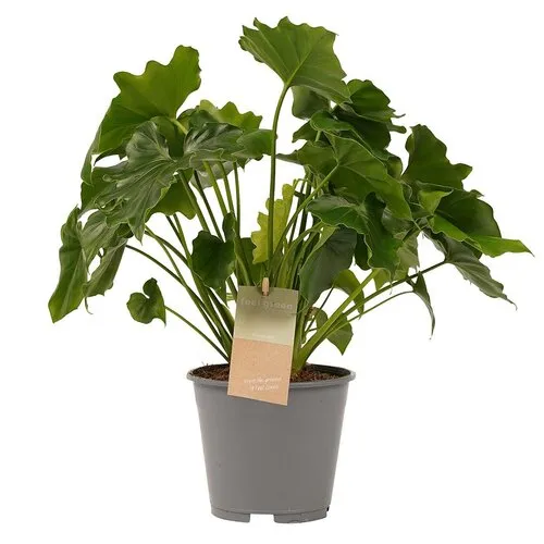 Junai.nl Philodendron bipinnatifidum | 12 cm pot | 35 cm hoog