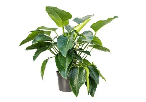 Junai.nl Philodendron 'Green Beauty' | 14 cm pot | 35 cm hoog