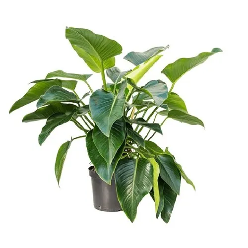 Junai.nl Philodendron 'Green Beauty' | 14 cm pot | 35 cm hoog