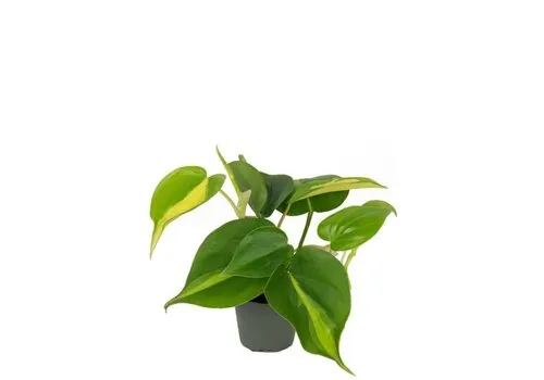 Junavera Philodendron scandens 'Brasil' | 5 cm pot | 15 cm hoog
