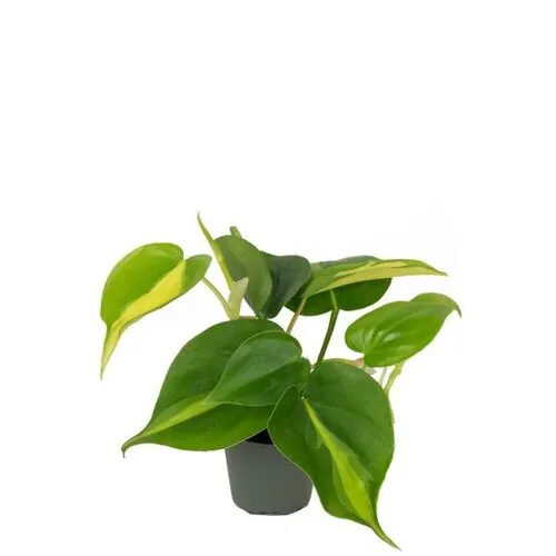 Junai.nl Philodendron scandens 'Brasil' | 5 cm pot | 15 cm hoog