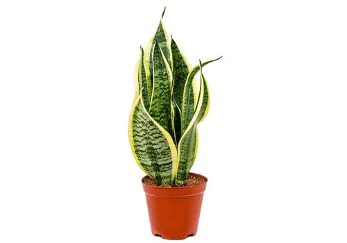 JUNAVERA Sansevieria futura superba | 9 cm pot | 35 cm hoog