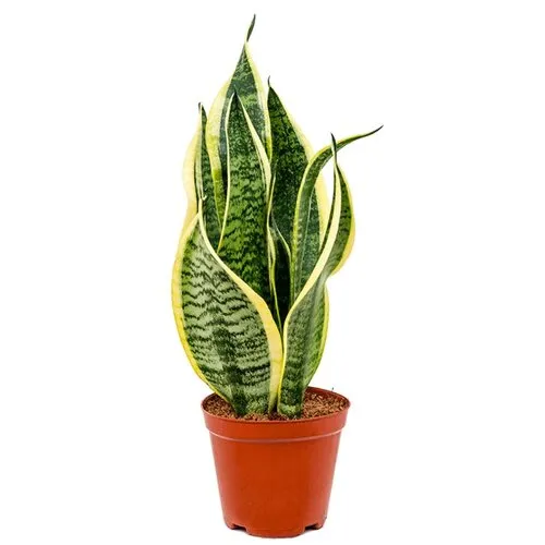 JUNAVERA Sansevieria futura superba | 9 cm pot | 35 cm hoog