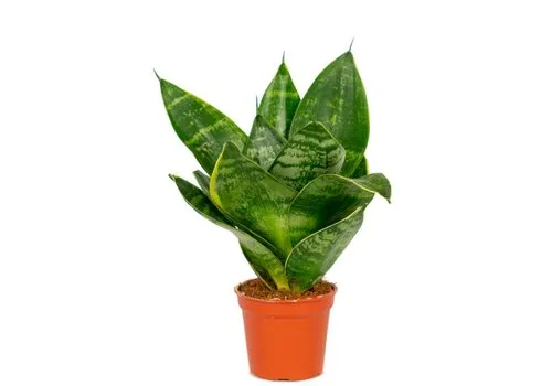 JUNAVERA Sansevieria Hahnii | 12 cm pot | 20 cm hoog