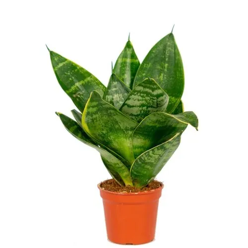 JUNAVERA Sansevieria Hahnii | 12 cm pot | 20 cm hoog