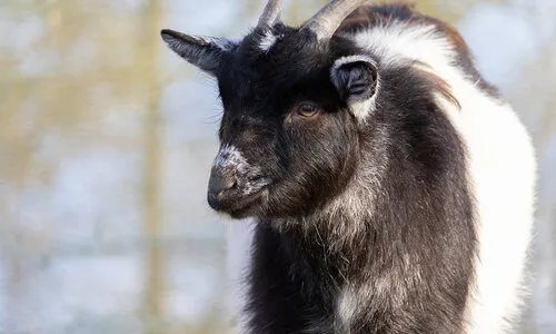 Dwerggeit - Compleet Caresheet