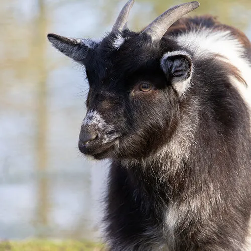 Dwerggeit - Compleet Caresheet